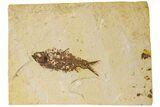 Detailed Fossil Fish (Knightia) - Wyoming #186446-1